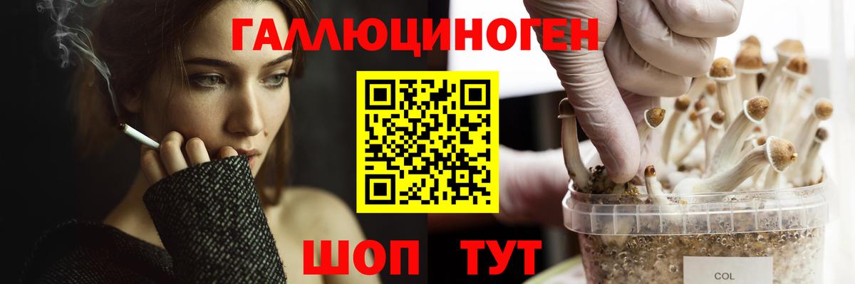 Псилоцибиновые грибы Psilocybine cubensis Кызыл